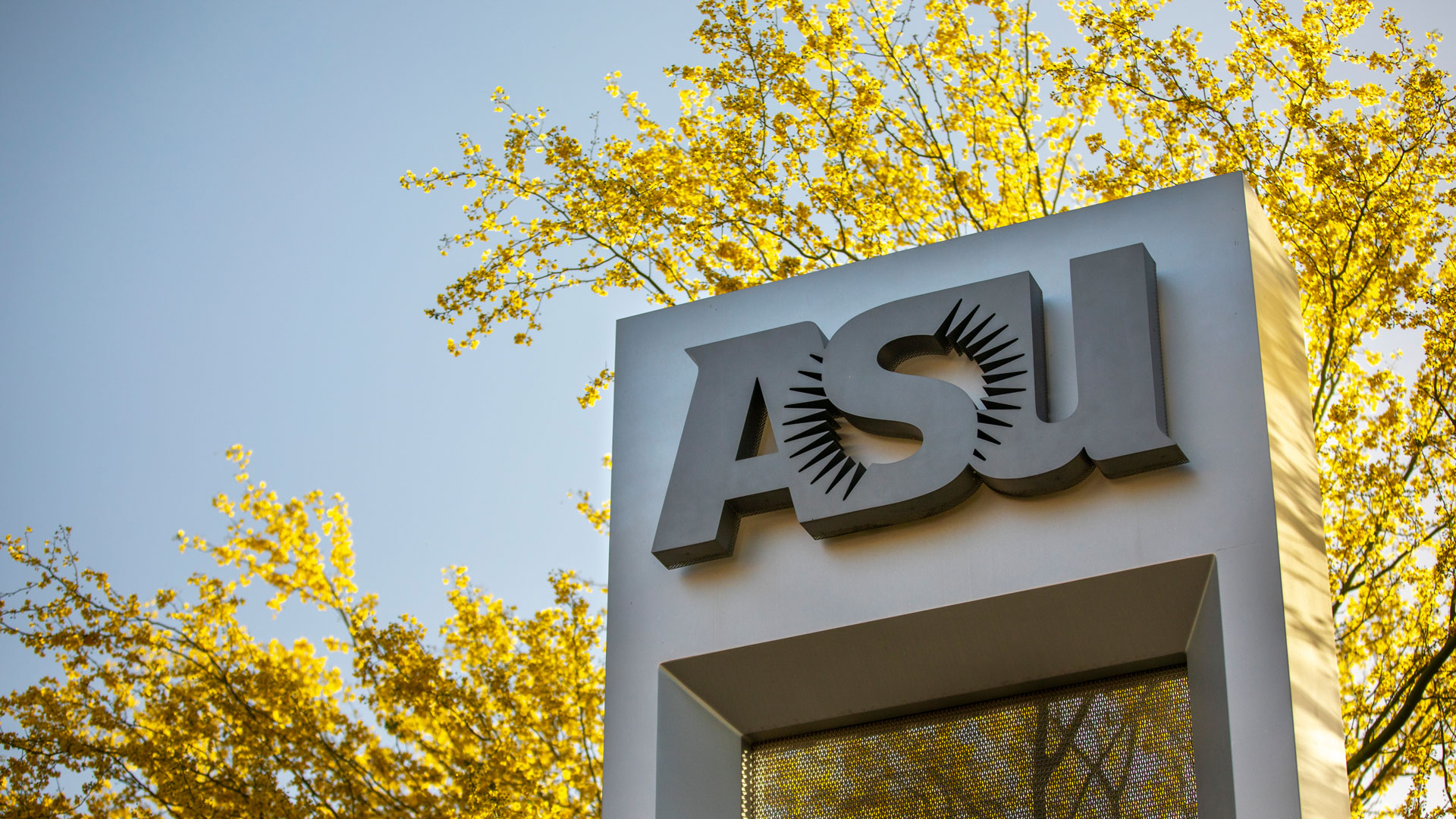 ASU sign in front of blooming palo verde tree.